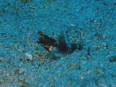 「海は気持ちイイ～！！」_b0033573_11435796.jpg