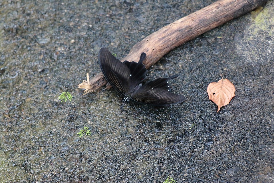 モンキアゲハ、ナガサキアゲハ_f0373486_13592494.jpg