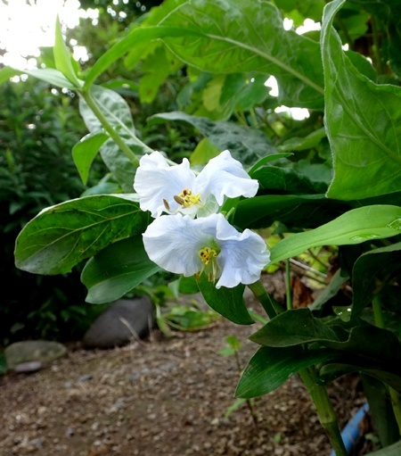 オオボウシバナに白い花が～～～！　　黄金オニユリの開花など_a0136293_13145935.jpg