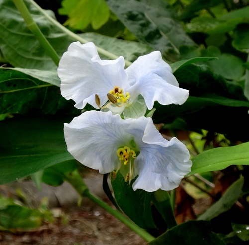 オオボウシバナに白い花が～～～！　　黄金オニユリの開花など_a0136293_13202139.jpg