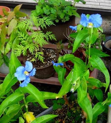 オオボウシバナに白い花が~~~! 黄金オニユリの開花など_a0136293_13253679.jpg