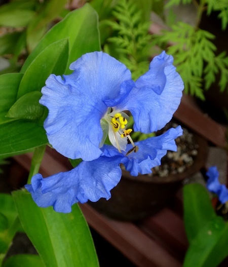 オオボウシバナに白い花が~~~! 黄金オニユリの開花など_a0136293_13274612.jpg