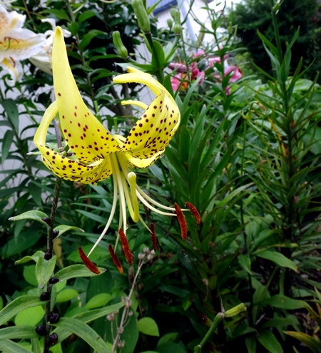 オオボウシバナに白い花が~~~! 黄金オニユリの開花など_a0136293_13290845.jpg