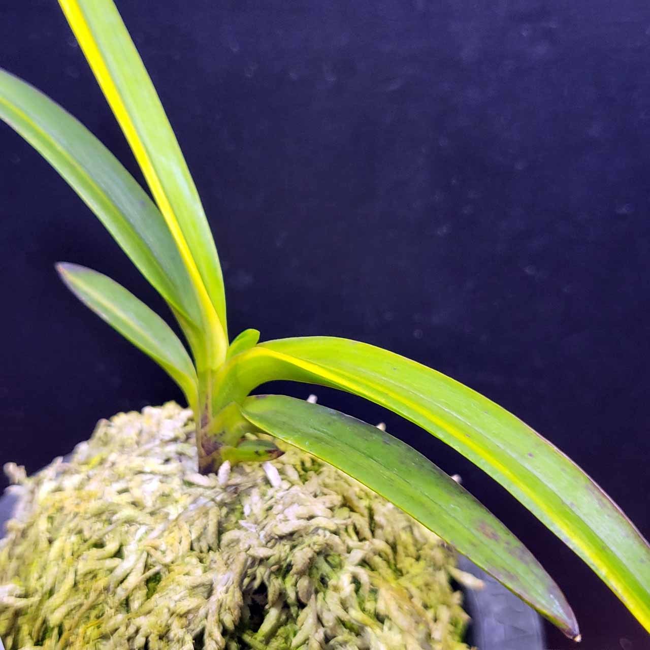 富貴蘭　まっちゃん建国縞 富貴蘭 建国実生の縞 : 富貴蘭チャンネル