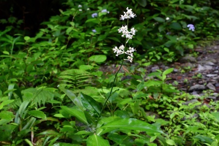 ギボウシ　　きくりんさん‼️ ギボウシ きくりんさん‼️