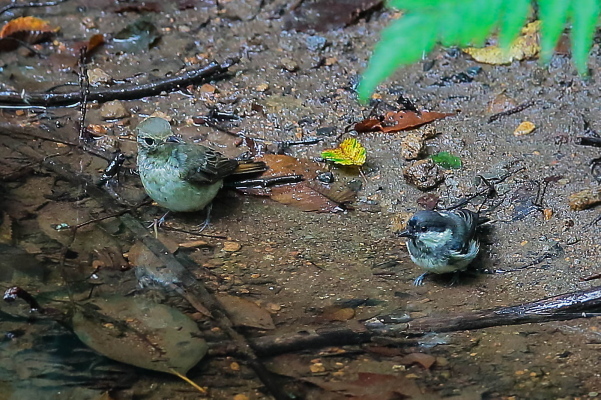 2羽の小鳥が鉢合わせ_e0413627_11302473.jpg