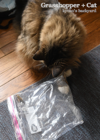 バッタと遊びたい猫_b0253205_20082167.jpg