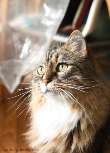 バッタと遊びたい猫_b0253205_20091451.jpg
