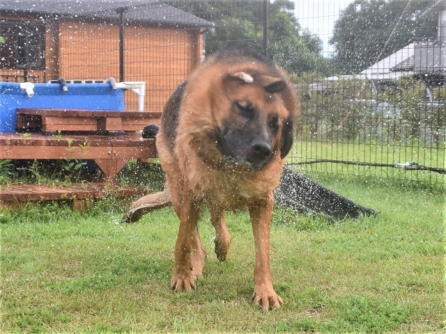 飼いたくない犬種として名指しされたシェパード_d0360206_23244811.jpg