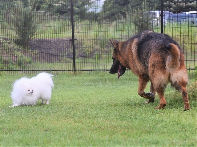 飼いたくない犬種として名指しされたシェパード_d0360206_23245500.jpg