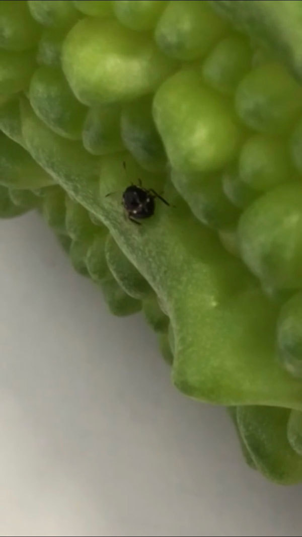 ゴーヤについていた黒くて小さい虫 昆虫ブログ むし探検広場