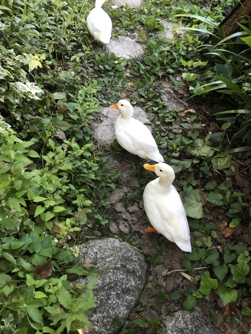 アヒルが3羽と髪を切ったはなし_d0101846_19455383.jpeg