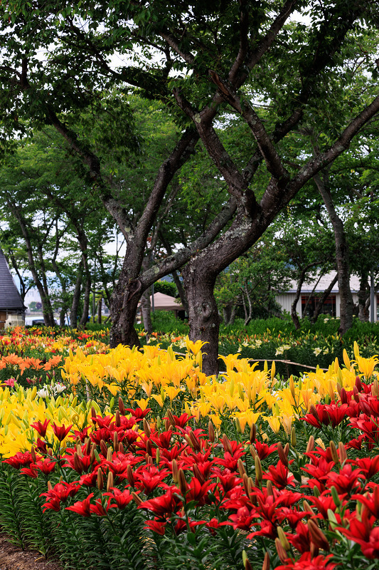 2022夏の花畑　丹波篠山・玉水ゆり園_f0155048_21404963.jpg