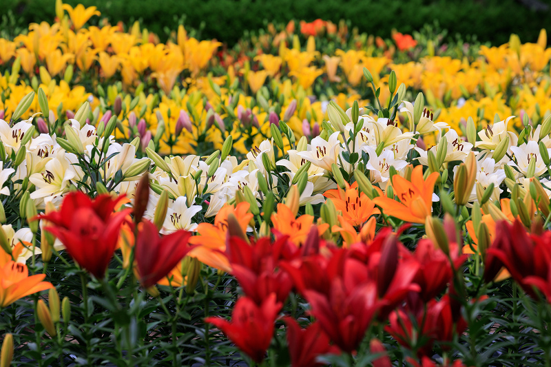 2022夏の花畑　丹波篠山・玉水ゆり園_f0155048_21405679.jpg