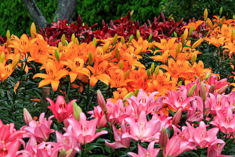 2022夏の花畑　丹波篠山・玉水ゆり園_f0155048_21411826.jpg