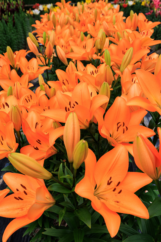 2022夏の花畑　丹波篠山・玉水ゆり園_f0155048_21413240.jpg