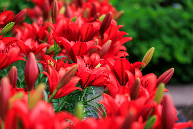 2022夏の花畑　丹波篠山・玉水ゆり園_f0155048_21414667.jpg