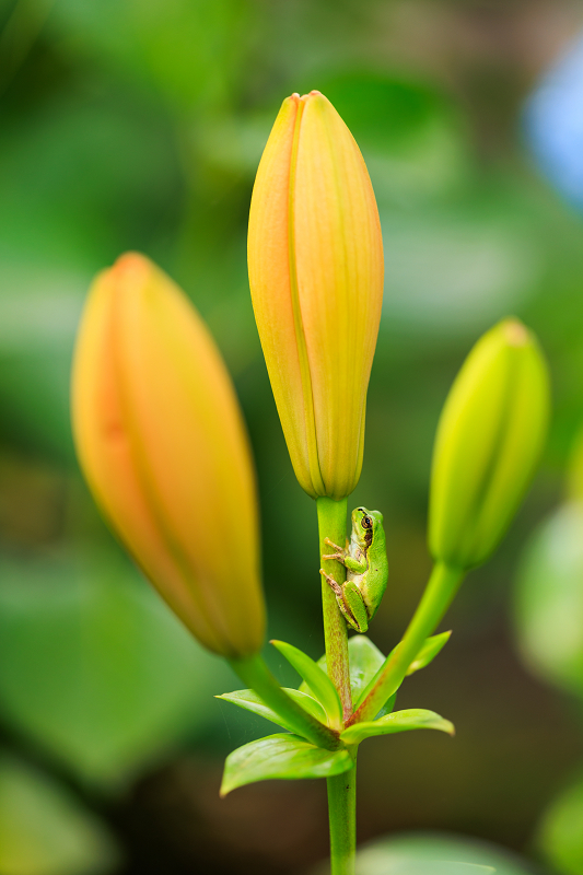 2022夏の花畑　丹波篠山・玉水ゆり園_f0155048_21420392.jpg