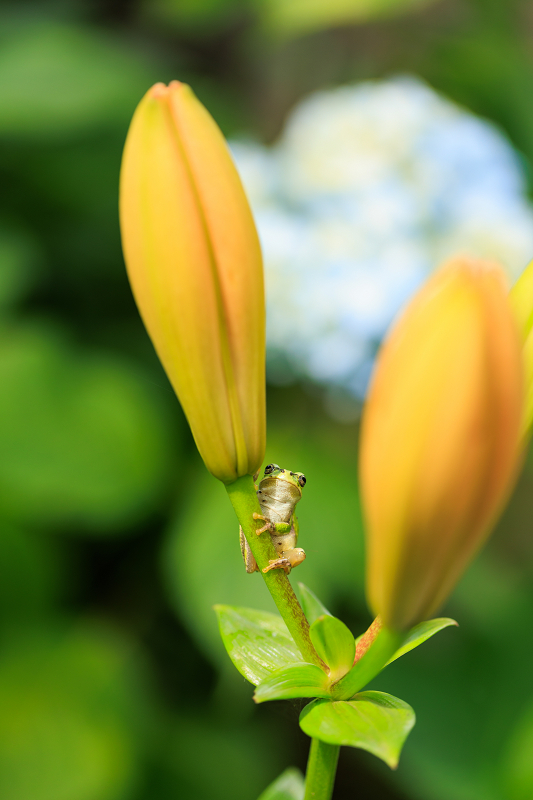 2022夏の花畑　丹波篠山・玉水ゆり園_f0155048_21420897.jpg