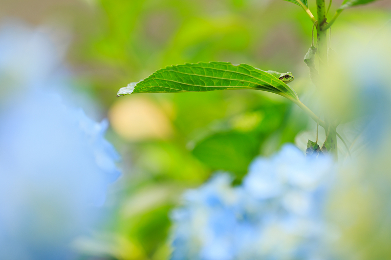 2022夏の花畑　丹波篠山・玉水ゆり園_f0155048_21421575.jpg