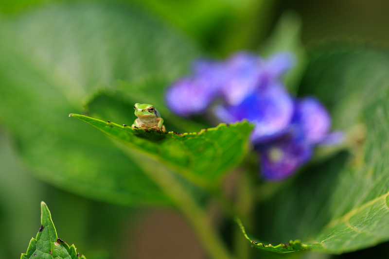 2022夏の花畑　丹波篠山・玉水ゆり園_f0155048_21422056.jpg