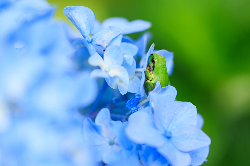 2022夏の花畑　丹波篠山・玉水ゆり園_f0155048_21423475.jpg