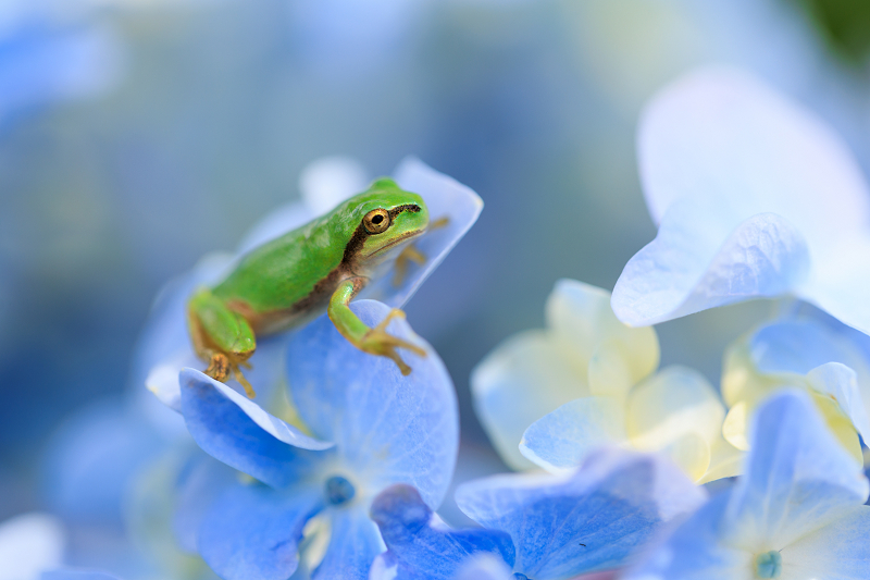 2022夏の花畑　丹波篠山・玉水ゆり園_f0155048_21424686.jpg