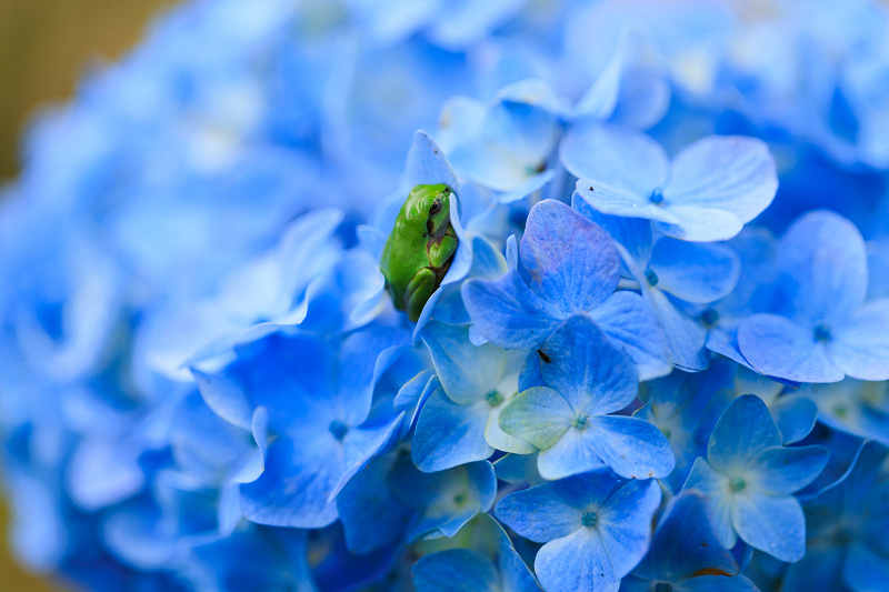 2022夏の花畑　丹波篠山・玉水ゆり園_f0155048_21425363.jpg