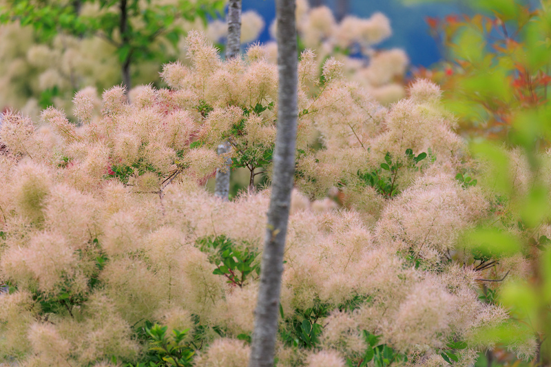 2022夏の花畑　丹波篠山・玉水ゆり園_f0155048_21435283.jpg