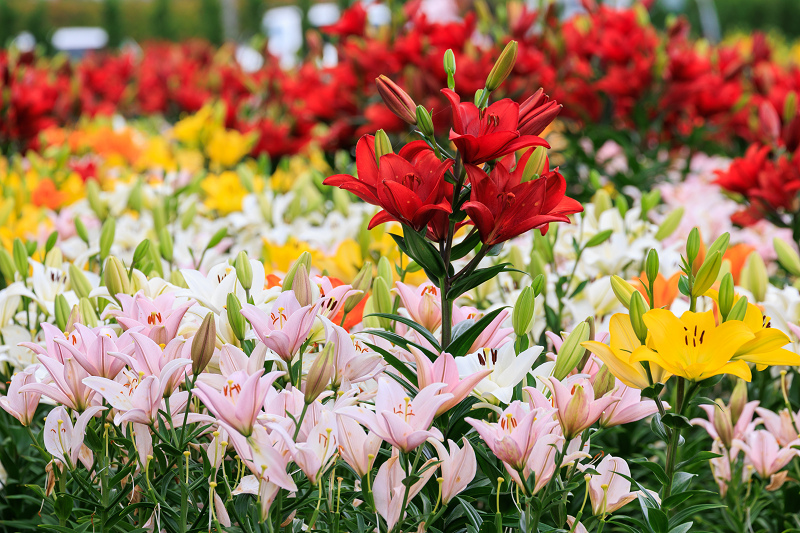2022夏の花畑　丹波篠山・玉水ゆり園_f0155048_21440201.jpg