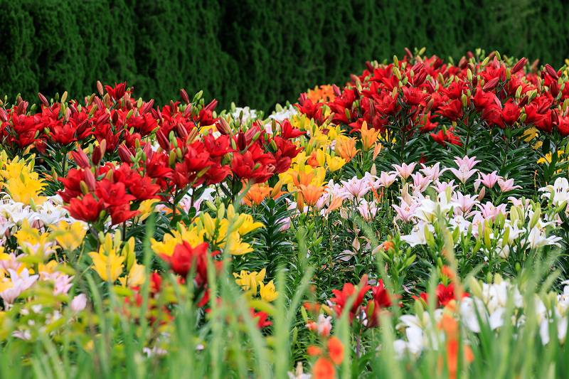 2022夏の花畑　丹波篠山・玉水ゆり園_f0155048_21440679.jpg