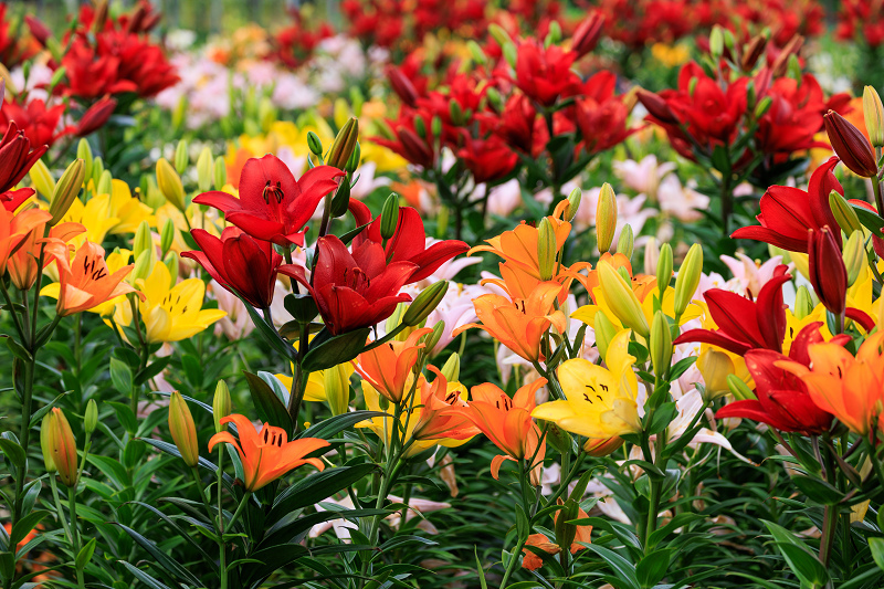 2022夏の花畑　丹波篠山・玉水ゆり園_f0155048_21441685.jpg