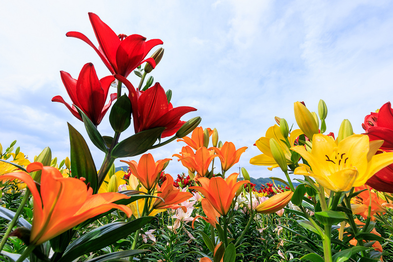 2022夏の花畑　丹波篠山・玉水ゆり園_f0155048_21441976.jpg