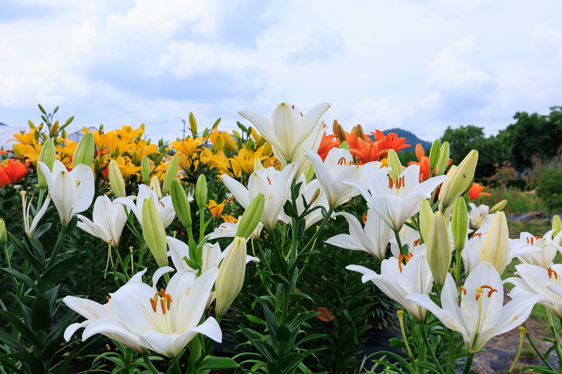 2022夏の花畑　丹波篠山・玉水ゆり園_f0155048_21443154.jpg