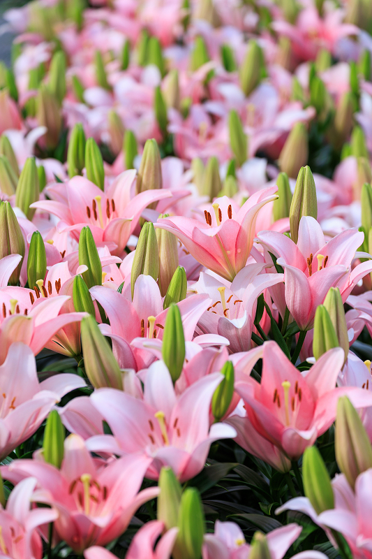 2022夏の花畑　丹波篠山・玉水ゆり園_f0155048_21444484.jpg