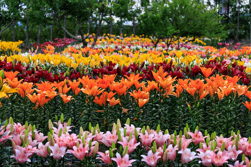 2022夏の花畑　丹波篠山・玉水ゆり園_f0155048_21451985.jpg