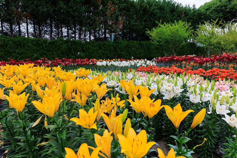 2022夏の花畑　丹波篠山・玉水ゆり園_f0155048_21453169.jpg