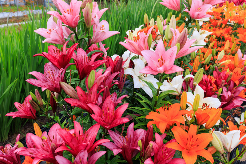 2022夏の花畑　丹波篠山・玉水ゆり園_f0155048_21455987.jpg