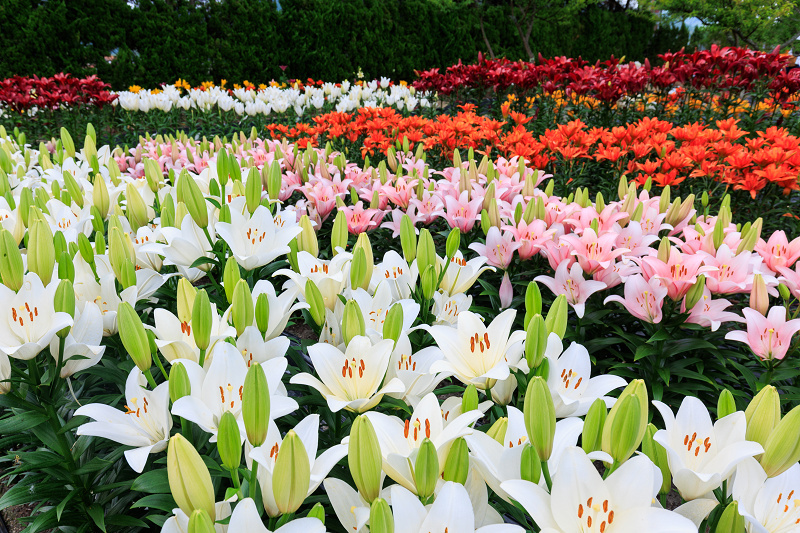 2022夏の花畑　丹波篠山・玉水ゆり園_f0155048_21462144.jpg