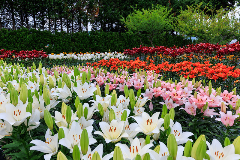 2022夏の花畑　丹波篠山・玉水ゆり園_f0155048_21484604.jpg