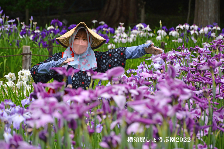 14万本の花しょうぶ ⑥ 『横須賀しょうぶ園2022』_d0251161_09142205.jpg