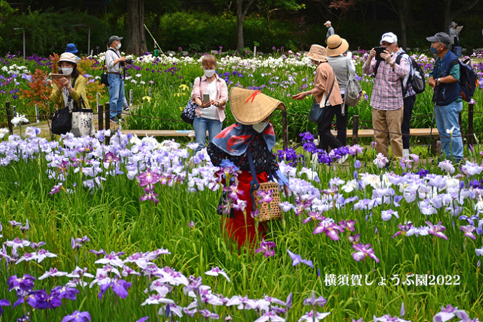 14万本の花しょうぶ ⑥ 『横須賀しょうぶ園2022』_d0251161_09161258.jpg
