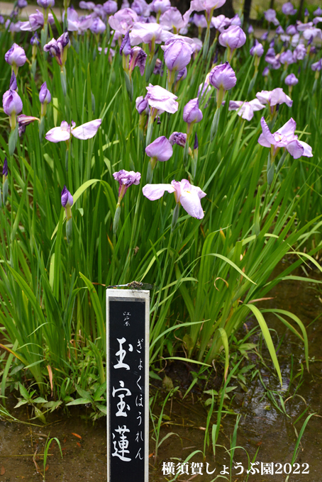 14万本の花しょうぶ ⑥ 『横須賀しょうぶ園2022』_d0251161_09173559.jpg