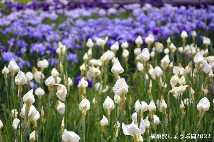 14万本の花しょうぶ ⑥ 『横須賀しょうぶ園2022』_d0251161_09175312.jpg