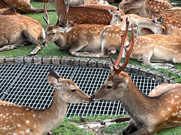 ２年ぶりの鹿だまり＆初めての燈花会　＠奈良公園周辺_c0360979_08280119.jpg