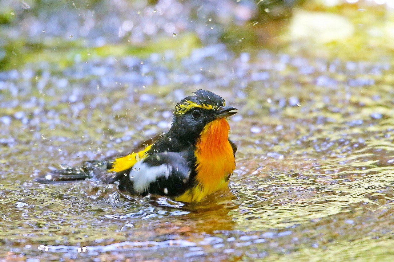 涼しそうなキビタキ♂の水浴び - Ｔ/Ｈの野鳥写真-Ⅳ