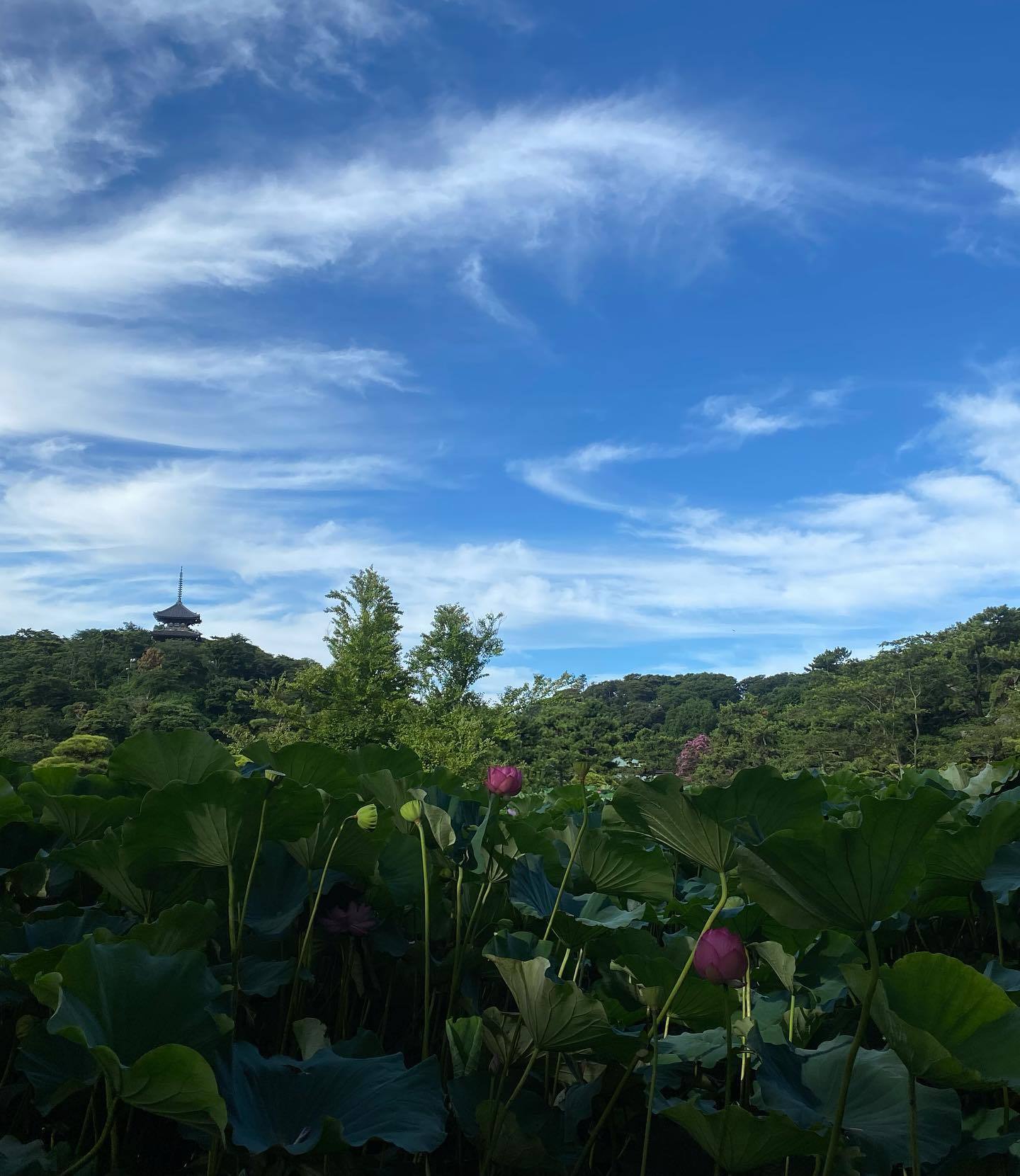 始発に乗って三溪園・観蓮会RUN_d0122797_12431126.jpeg