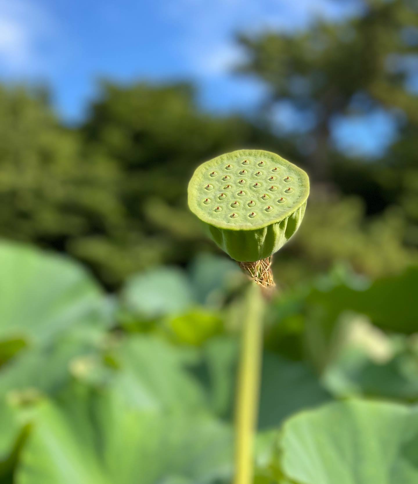 始発に乗って三溪園・観蓮会RUN_d0122797_13071169.jpeg