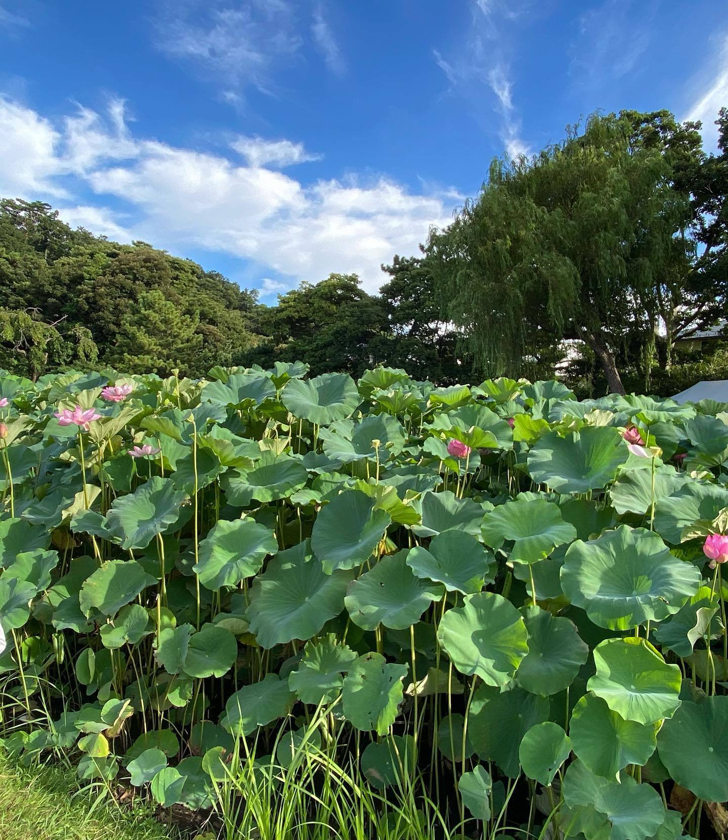 始発に乗って三溪園・観蓮会RUN_d0122797_13150587.jpeg