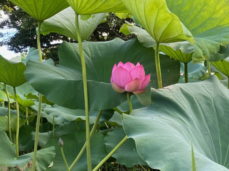 始発に乗って三溪園・観蓮会RUN_d0122797_13215133.jpg